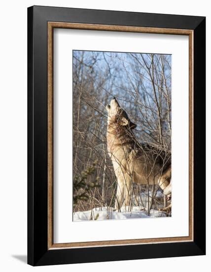 Usa, Minnesota, Sandstone, wolf howling-Hollice Looney-Framed Photographic Print