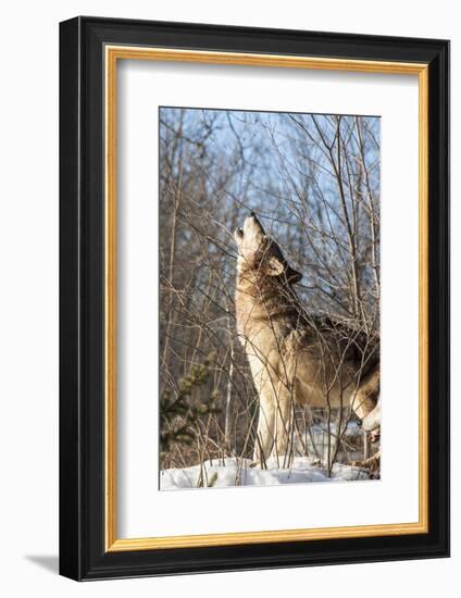 Usa, Minnesota, Sandstone, wolf howling-Hollice Looney-Framed Photographic Print