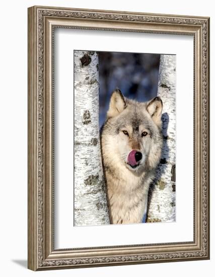 USA, Minnesota, Sandstone, Wolf in Birch Trees-Hollice Looney-Framed Photographic Print