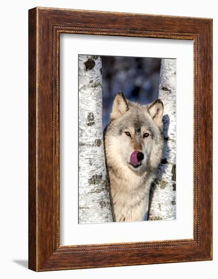 USA, Minnesota, Sandstone, Wolf in Birch Trees-Hollice Looney-Framed Photographic Print