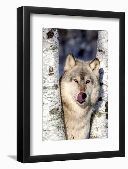 USA, Minnesota, Sandstone, Wolf in Birch Trees-Hollice Looney-Framed Photographic Print