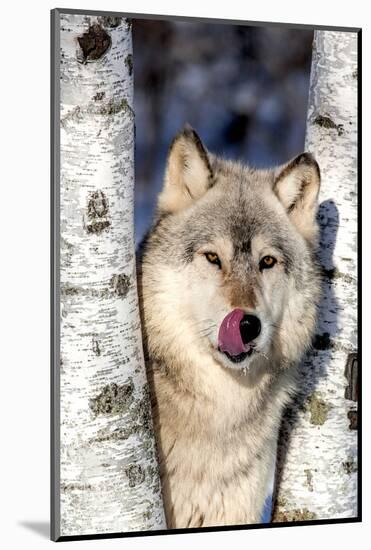 USA, Minnesota, Sandstone, Wolf in Birch Trees-Hollice Looney-Mounted Photographic Print