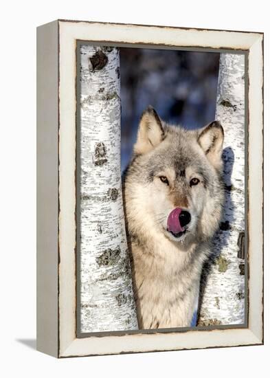 USA, Minnesota, Sandstone, Wolf in Birch Trees-Hollice Looney-Framed Premier Image Canvas