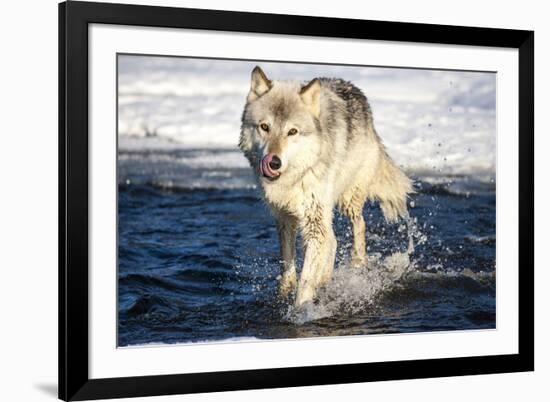 USA, Minnesota, Sandstone. Wolf Running in the water-Hollice Looney-Framed Premium Photographic Print