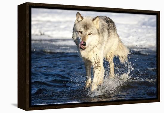 USA, Minnesota, Sandstone. Wolf Running in the water-Hollice Looney-Framed Premier Image Canvas