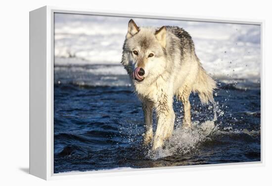 USA, Minnesota, Sandstone. Wolf Running in the water-Hollice Looney-Framed Premier Image Canvas