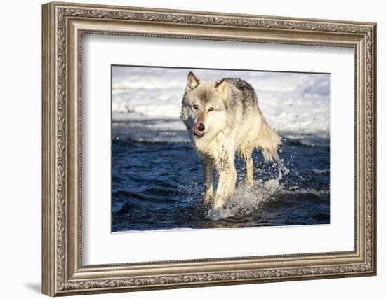 USA, Minnesota, Sandstone. Wolf Running in the water-Hollice Looney-Framed Photographic Print