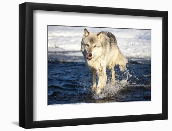 USA, Minnesota, Sandstone. Wolf Running in the water-Hollice Looney-Framed Photographic Print