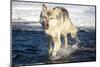 USA, Minnesota, Sandstone. Wolf Running in the water-Hollice Looney-Mounted Photographic Print