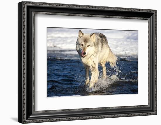 USA, Minnesota, Sandstone. Wolf Running in the water-Hollice Looney-Framed Photographic Print