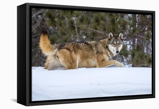 USA, Minnesota, Sandstone. Wolf walking in snow-Hollice Looney-Framed Premier Image Canvas