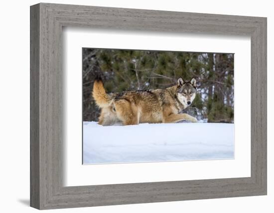 USA, Minnesota, Sandstone. Wolf walking in snow-Hollice Looney-Framed Photographic Print