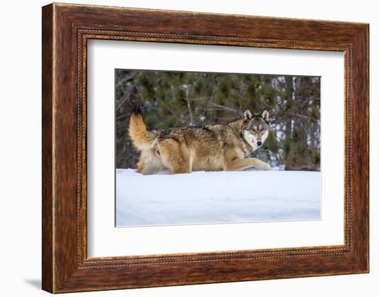 USA, Minnesota, Sandstone. Wolf walking in snow-Hollice Looney-Framed Photographic Print