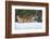 USA, Minnesota, Sandstone. Wolf walking in snow-Hollice Looney-Framed Photographic Print