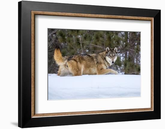 USA, Minnesota, Sandstone. Wolf walking in snow-Hollice Looney-Framed Photographic Print