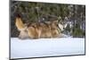 USA, Minnesota, Sandstone. Wolf walking in snow-Hollice Looney-Mounted Photographic Print