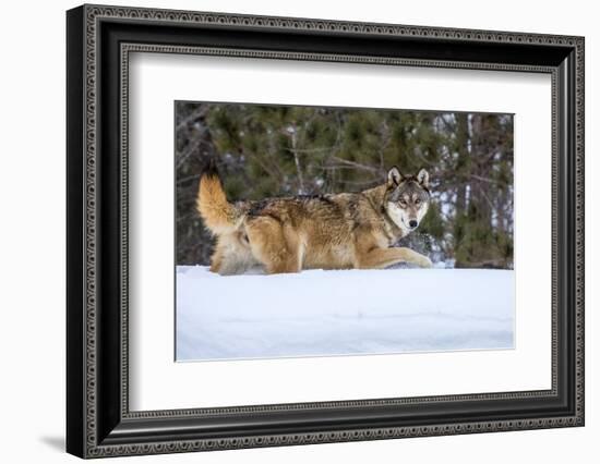 USA, Minnesota, Sandstone. Wolf walking in snow-Hollice Looney-Framed Photographic Print