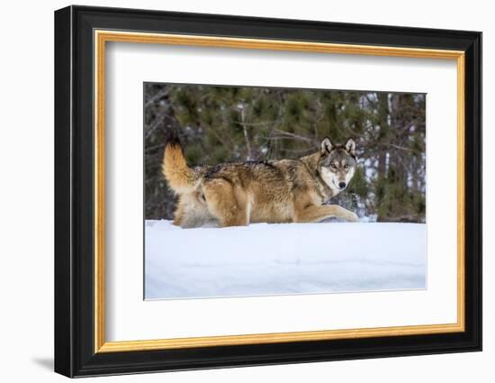 USA, Minnesota, Sandstone. Wolf walking in snow-Hollice Looney-Framed Photographic Print