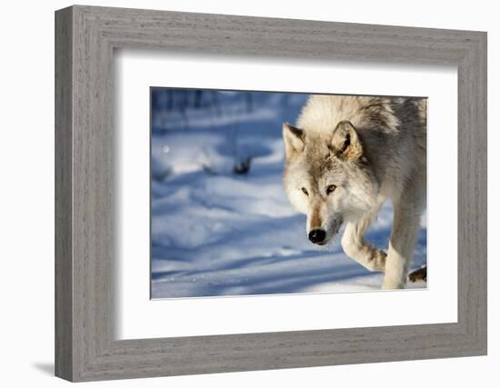 USA, Minnesota, Sandstone. Wolf walking in the snow-Hollice Looney-Framed Photographic Print