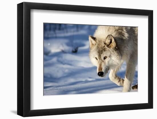 USA, Minnesota, Sandstone. Wolf walking in the snow-Hollice Looney-Framed Photographic Print