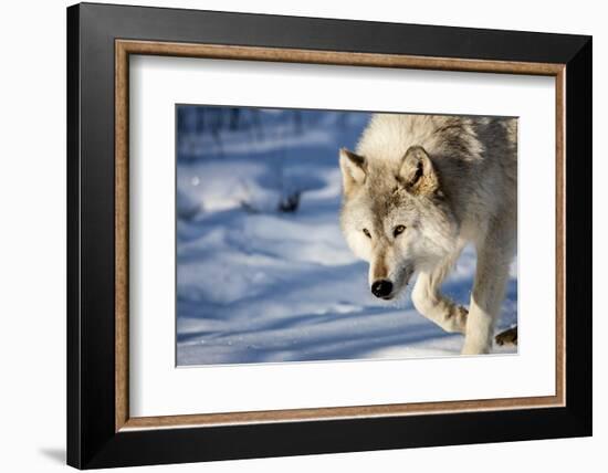 USA, Minnesota, Sandstone. Wolf walking in the snow-Hollice Looney-Framed Photographic Print