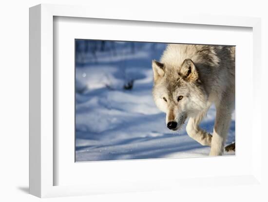USA, Minnesota, Sandstone. Wolf walking in the snow-Hollice Looney-Framed Photographic Print