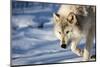 USA, Minnesota, Sandstone. Wolf walking in the snow-Hollice Looney-Mounted Photographic Print