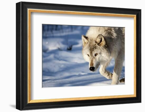 USA, Minnesota, Sandstone. Wolf walking in the snow-Hollice Looney-Framed Photographic Print