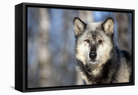 Usa, Minnesota, Sandstone, wolf with a snowy chin-Hollice Looney-Framed Premier Image Canvas
