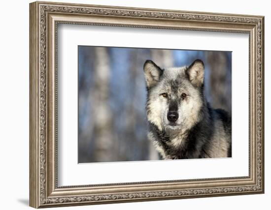 Usa, Minnesota, Sandstone, wolf with a snowy chin-Hollice Looney-Framed Photographic Print