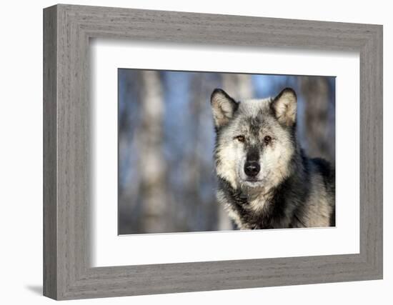 Usa, Minnesota, Sandstone, wolf with a snowy chin-Hollice Looney-Framed Photographic Print