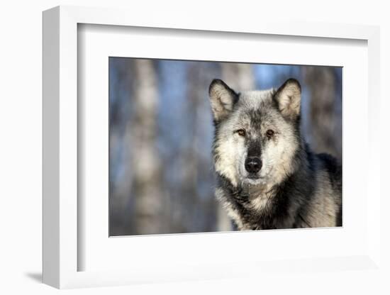 Usa, Minnesota, Sandstone, wolf with a snowy chin-Hollice Looney-Framed Photographic Print