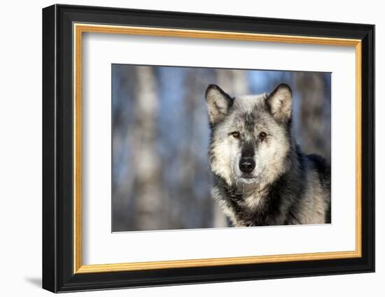 Usa, Minnesota, Sandstone, wolf with a snowy chin-Hollice Looney-Framed Photographic Print