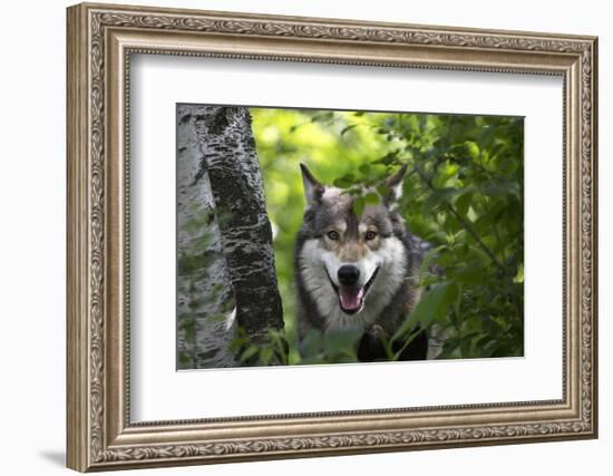 USA, Minnesota, Sandstone, Wolf-Hollice Looney-Framed Photographic Print