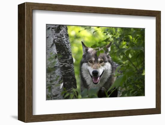 USA, Minnesota, Sandstone, Wolf-Hollice Looney-Framed Photographic Print