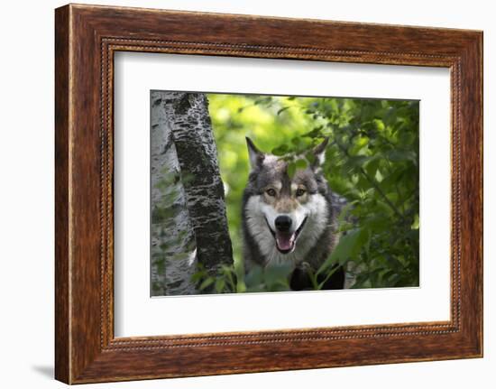 USA, Minnesota, Sandstone, Wolf-Hollice Looney-Framed Photographic Print