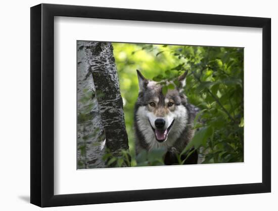 USA, Minnesota, Sandstone, Wolf-Hollice Looney-Framed Photographic Print