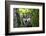 USA, Minnesota, Sandstone, Wolf-Hollice Looney-Framed Photographic Print