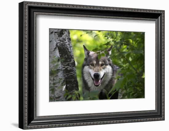 USA, Minnesota, Sandstone, Wolf-Hollice Looney-Framed Photographic Print