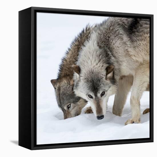 Usa, Minnesota, Sandstone, wolves digging in the snow-Hollice Looney-Framed Premier Image Canvas