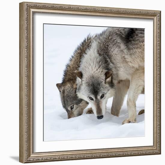 Usa, Minnesota, Sandstone, wolves digging in the snow-Hollice Looney-Framed Photographic Print
