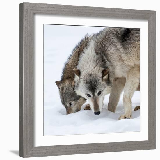 Usa, Minnesota, Sandstone, wolves digging in the snow-Hollice Looney-Framed Photographic Print