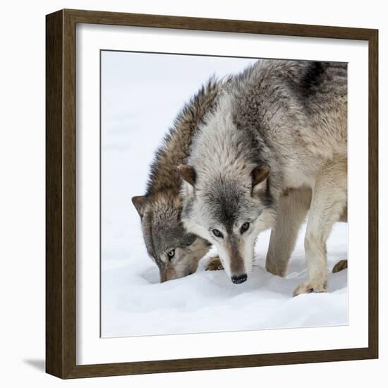 Usa, Minnesota, Sandstone, wolves digging in the snow-Hollice Looney-Framed Photographic Print