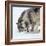 Usa, Minnesota, Sandstone, wolves digging in the snow-Hollice Looney-Framed Photographic Print