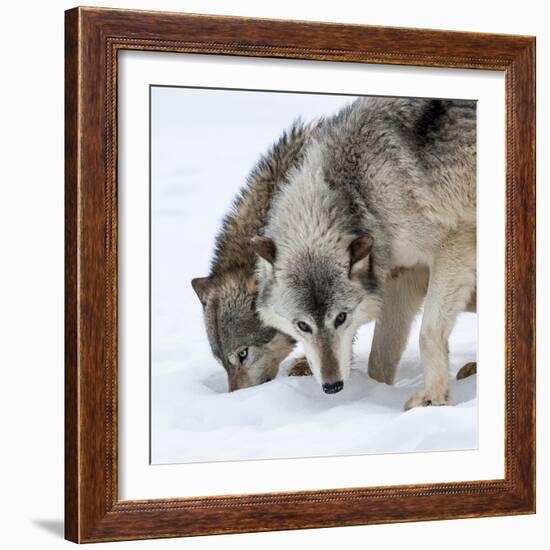 Usa, Minnesota, Sandstone, wolves digging in the snow-Hollice Looney-Framed Photographic Print