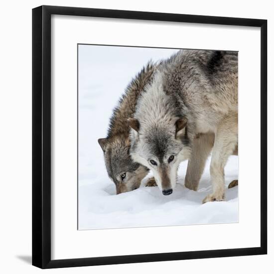 Usa, Minnesota, Sandstone, wolves digging in the snow-Hollice Looney-Framed Photographic Print