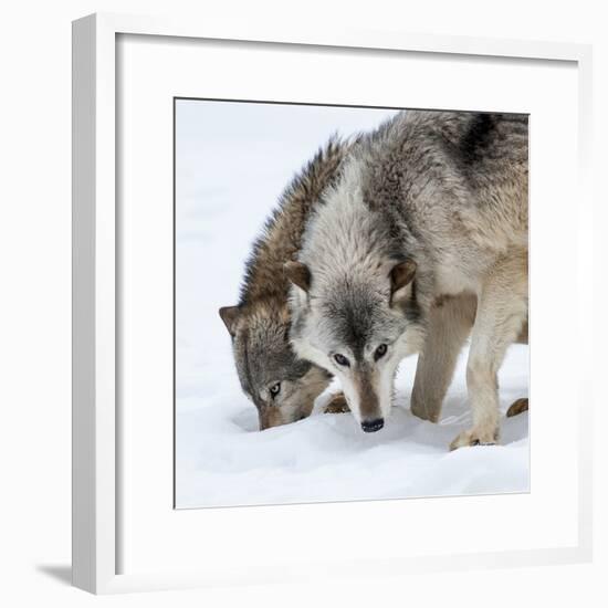 Usa, Minnesota, Sandstone, wolves digging in the snow-Hollice Looney-Framed Photographic Print