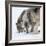 Usa, Minnesota, Sandstone, wolves digging in the snow-Hollice Looney-Framed Photographic Print