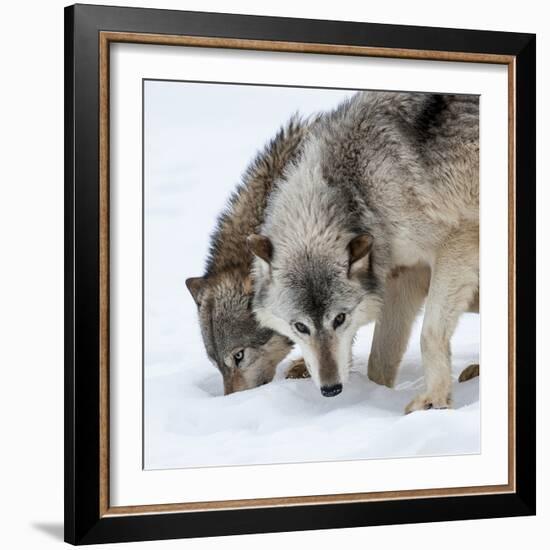 Usa, Minnesota, Sandstone, wolves digging in the snow-Hollice Looney-Framed Photographic Print