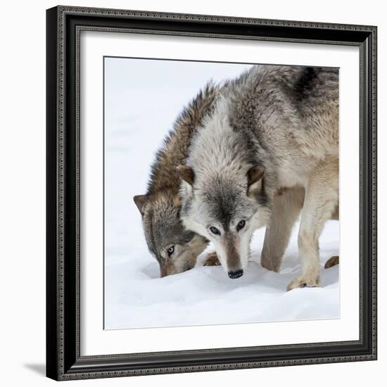 Usa, Minnesota, Sandstone, wolves digging in the snow-Hollice Looney-Framed Photographic Print